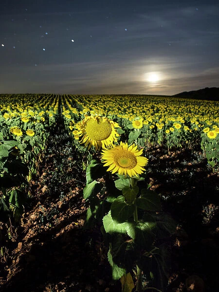 Field of sunflowers with full moon