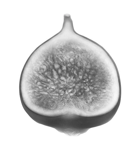 Fig fruit, X-ray