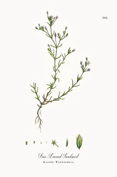 Fine-Leaved Sandwort, Alsine Tenuifolia, Victorian Botanical Illustration, 1863