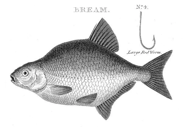 Fish bream hooks engraving 1812