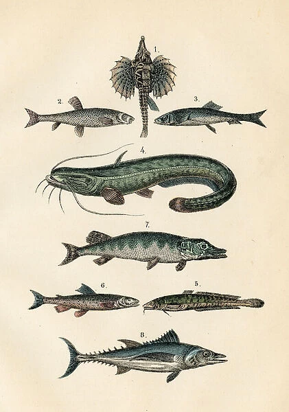 Fish: Tuna, herring, dragon fish, pike engraving 1872