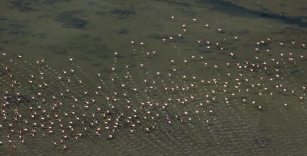 Flamingo flock, Pink Flamingos -Phoenicopterus roseus-, above the low water, Saintes-Maries-de-la-Mer, Camargue, Provence-Alpes-Cote dAzur, France
