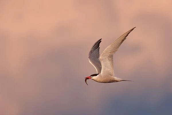 Flight of the Tern