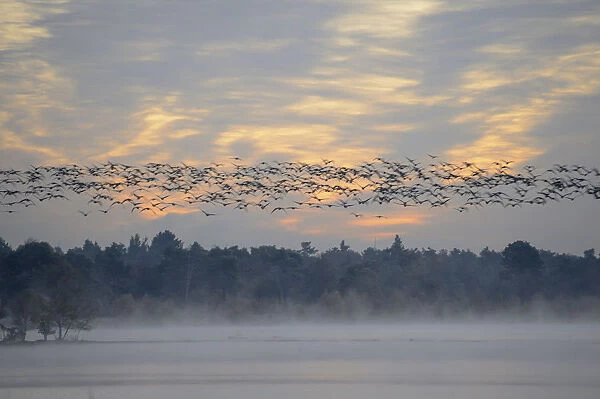 Flock of birds flying over wetlands in the morning, Tiste Bauernmoor, Burgsittensen, Lower Saxony, Germany