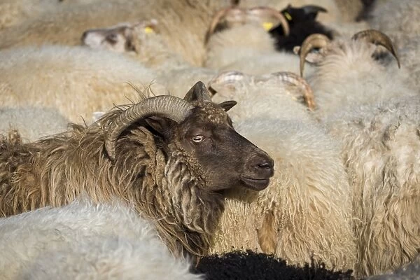 Flock of sheep, crowded in a pen, sheep transhumance, near Hofn, Iceland