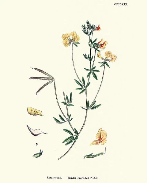 Flora, Lotus tenuis, slender bird s-foot trefoil