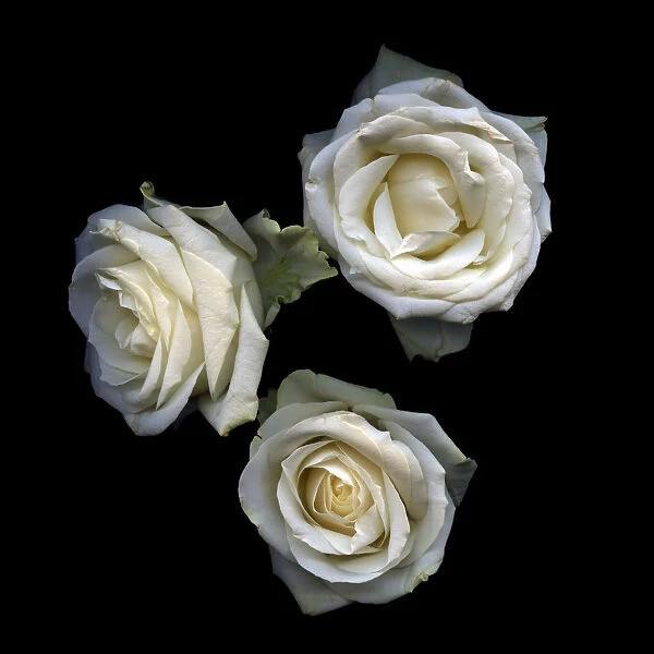 Floriography... White Roses