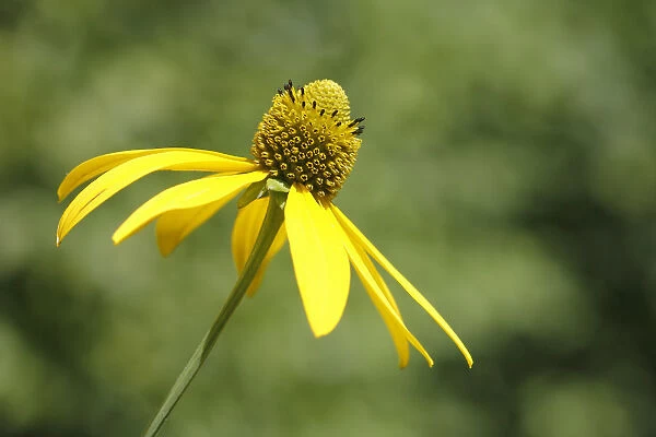Flower of a Shiny Coneflower -Rudbeckia nitida-