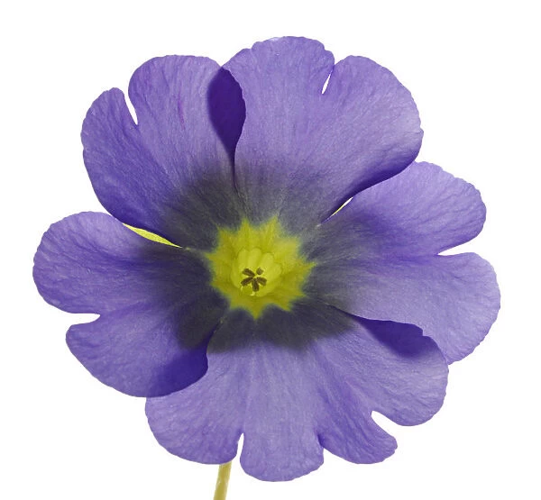 Flowering German Primrose -Primula obconica-