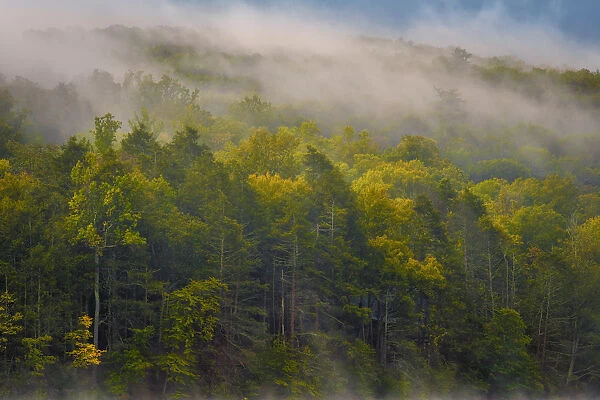 Fog over forest, Delaware Water Gap Recreational Area, Pennsylvania, USA