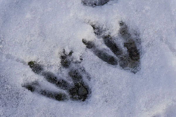 Footprints of a Gentoo Penguin -Pygoscelis papua- in the snow, Whalers Bay, Deception Island, South Shetland Islands, Antarctic Peninsula, Antarctica