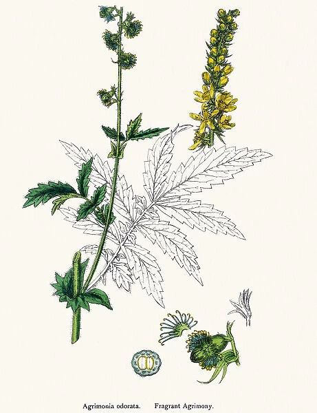 Fragrant agrimony plant 19th century illustration