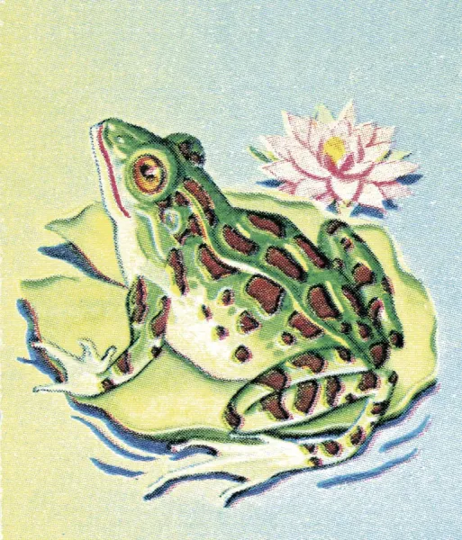 Frog on Lily Pad