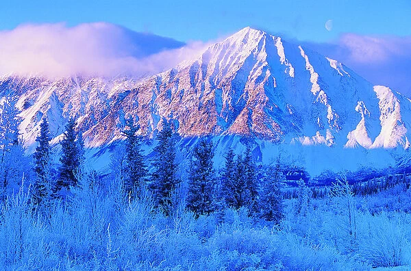 Frost Covered Douglas Firs With a Mountain in the Background, Kluane National Park, Yukon, Canada