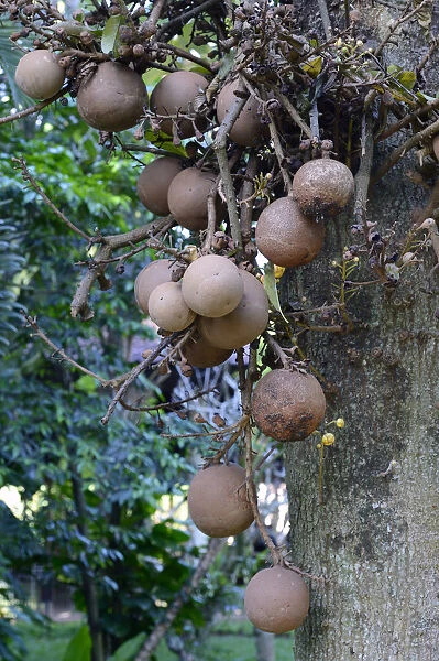 Fruit of the cannonball tree -Couroupita guianensis-, Bali, Indonesia