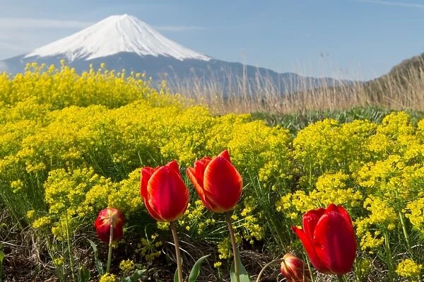 Fuji and spring flowers