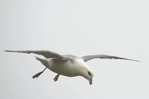 Fulmar -Fulmarus glacialis- in flight, Mykines, Faroe Islands, Denmark
