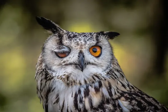 Framed Print : Winking Eagle Owl Half-Length Print Framed Print : Winking Eagle Owl Half-Length Print