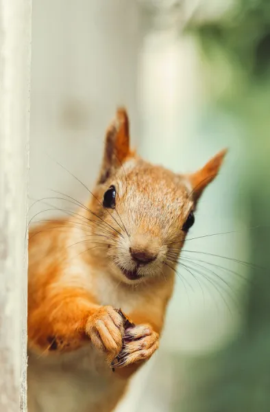 Funny face of Squirrel in a open window. Available as Framed Prints, Photos, Wall Art and other products #19289657 Funny face of Squirrel in a open window. Available as Framed Prints, Photos, Wall Art and other products #19289657