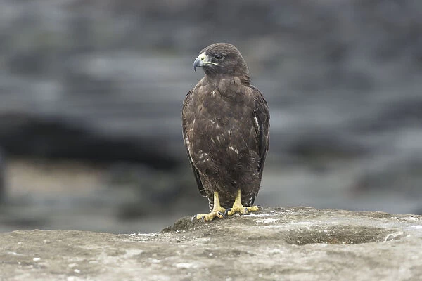 Galapagos Hawk -Buteo galapagoensis-, Isla San Salvador, Isla Santiago, Galapagos Islands
