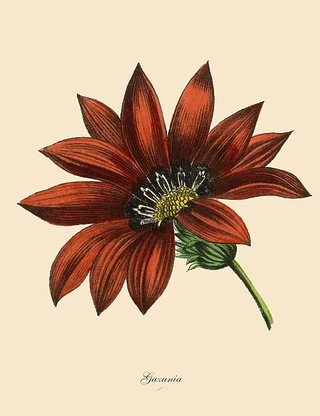 Gazania Plants, Victorian Botanical Illustration