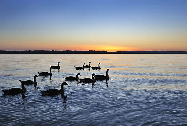 Geese in the sunset on Starnberger See or Lake Starnberg in Ambach, Muensing, Upper Bavaria, Bavaria, Germany, Europe