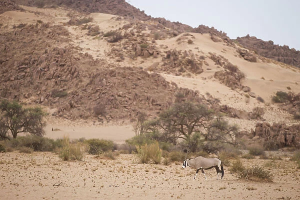 Gemsbok oryx, Oryx gazella, in scenic landscape, Namib-Naukluft Mountain Zebra National Park, Hardap Region, Namibia