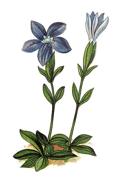 Gentiana verna (spring gentian)