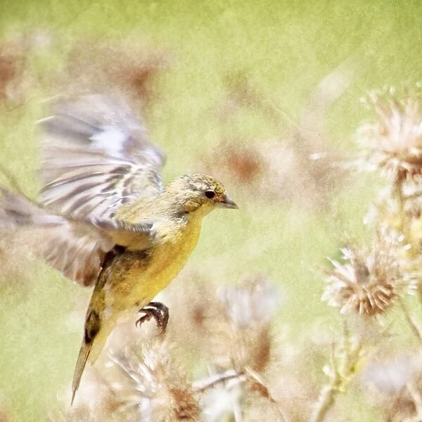 Gentle Serenity! A Goldfinch in Flight