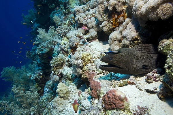 Giant Moray -Gymnothorax javanicus-, Red Sea, Egypt