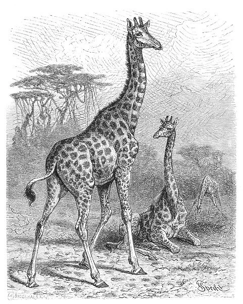 Giraffe engraving 1882