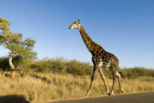 Giraffe -Giraffa camelopardalis- on a road, Kruger National Park, South Africa