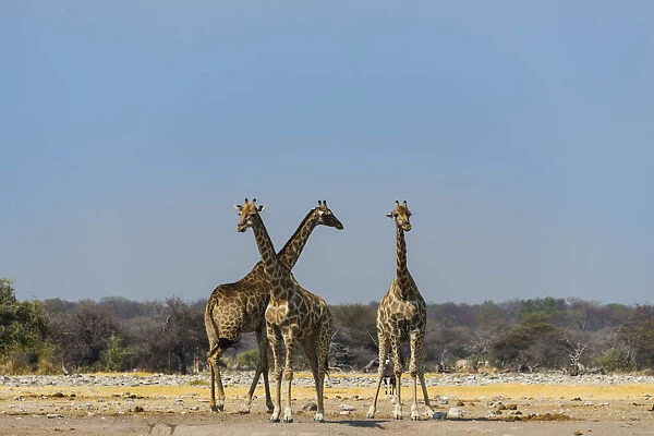 Three giraffes -Giraffa camelopardalis- at Chudob waterhole, Etosha National Park, Namibia