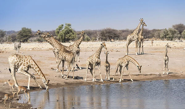 Giraffse -Giraffa camelopardalis- and Impalas -Aepyceros melampus petersi- at the Chudob waterhole, Etosha National Park, Namibia