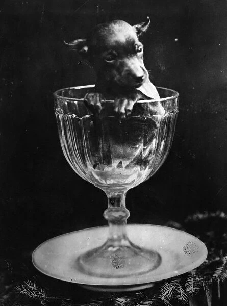 A Glass Of Dog