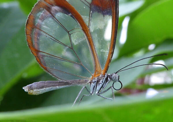 The glasswing butterfly (greta oto)