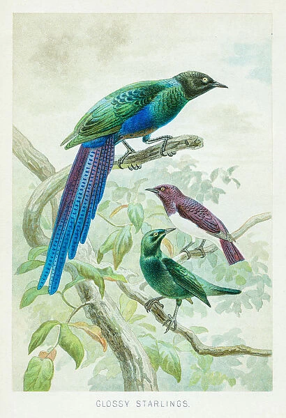 Glossy starling chromolithograph 1896