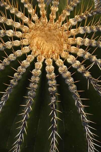 Golden Barrel Cactus -Echinocactus grusonii-, Spain