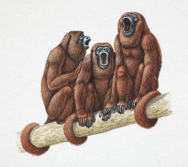 Three Golden Lion Tamarins, Leontopithecus rosalia, sitting with tails wrapped around tree branch and mouths wide open, front view