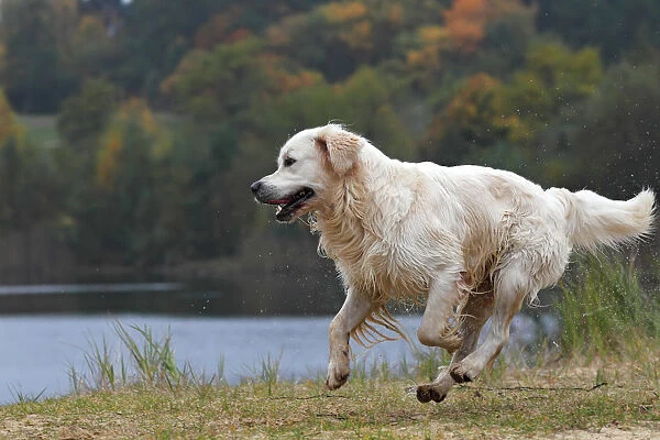 Golden Retriever -Canis lupus familiaris-, male dog running, in autumn