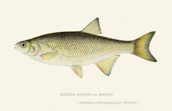Golden shinner bream illustration 1897