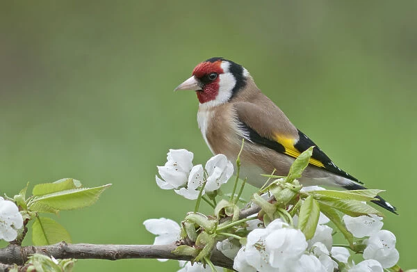 Goldfinch -Carduelis carduelis-, male perched on a flowering cherry tree branch, Untergroningen, Abtsgmuend, Baden-Wurttemberg, Germany