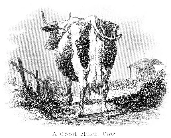 Good milk cow engraving 1873