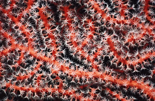 Gorgonia coral