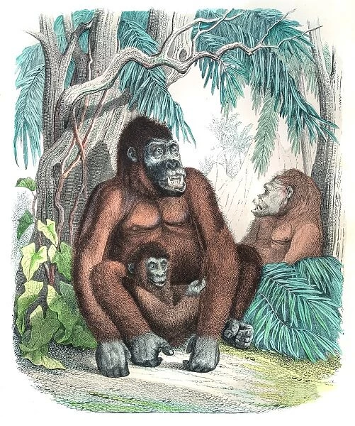 Gorilla family engraving 1853
