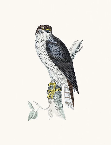 Goshawk Accipiter bird of prey