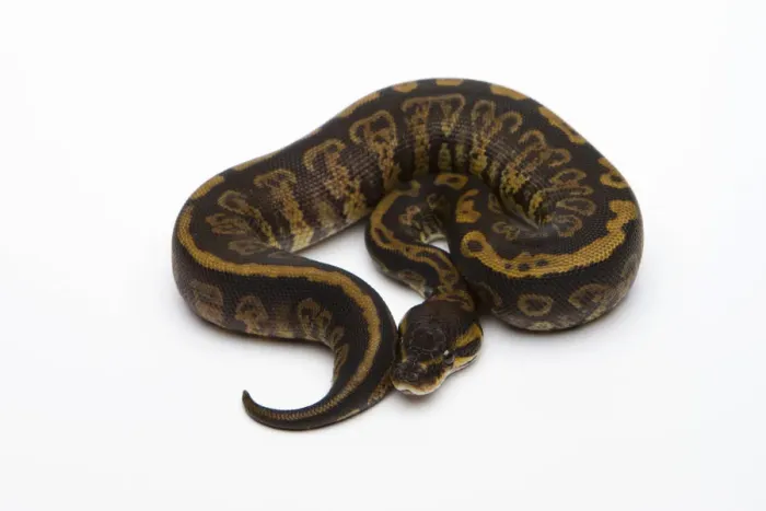 Framed Print : Granite Ball Python Print - Female Royal Python Framed Print : Granite Ball Python Print - Female Royal Python