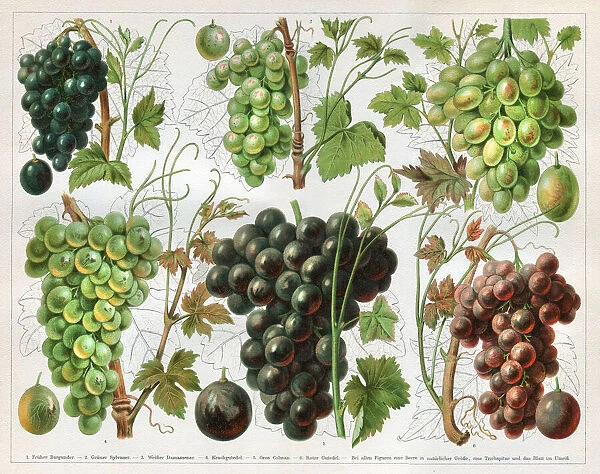 Grape vineyard variation wine 1897