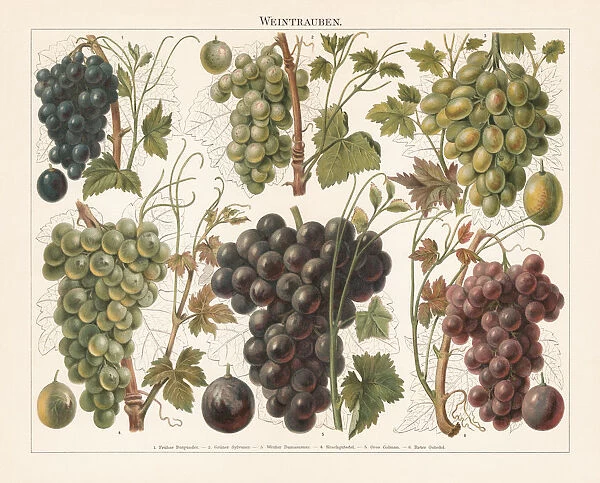 Grapes, chromolithograph, published in 1897