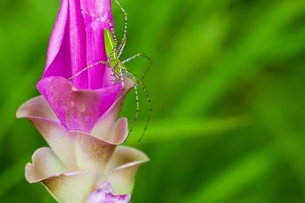 A grasshopper and Siam Tulip
